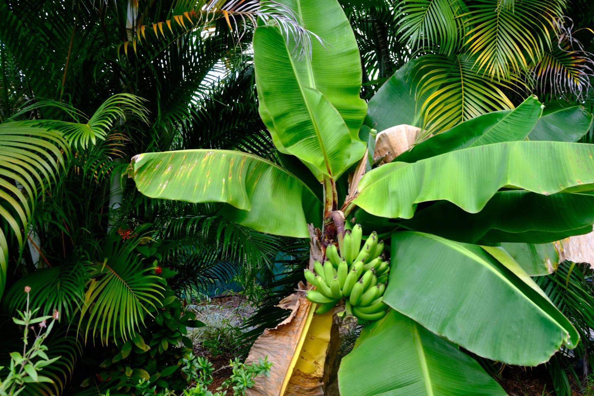 Nid Kreyol Villa Sainte-Anne  Ngoại thất bức ảnh